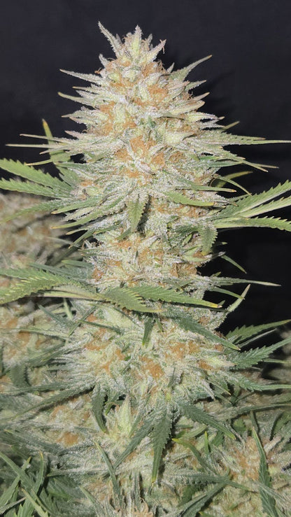 FastBuds Z-Up (Auto) 3 Stück