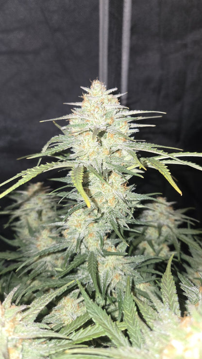 FastBuds Z-Up (Auto) 3 Stück
