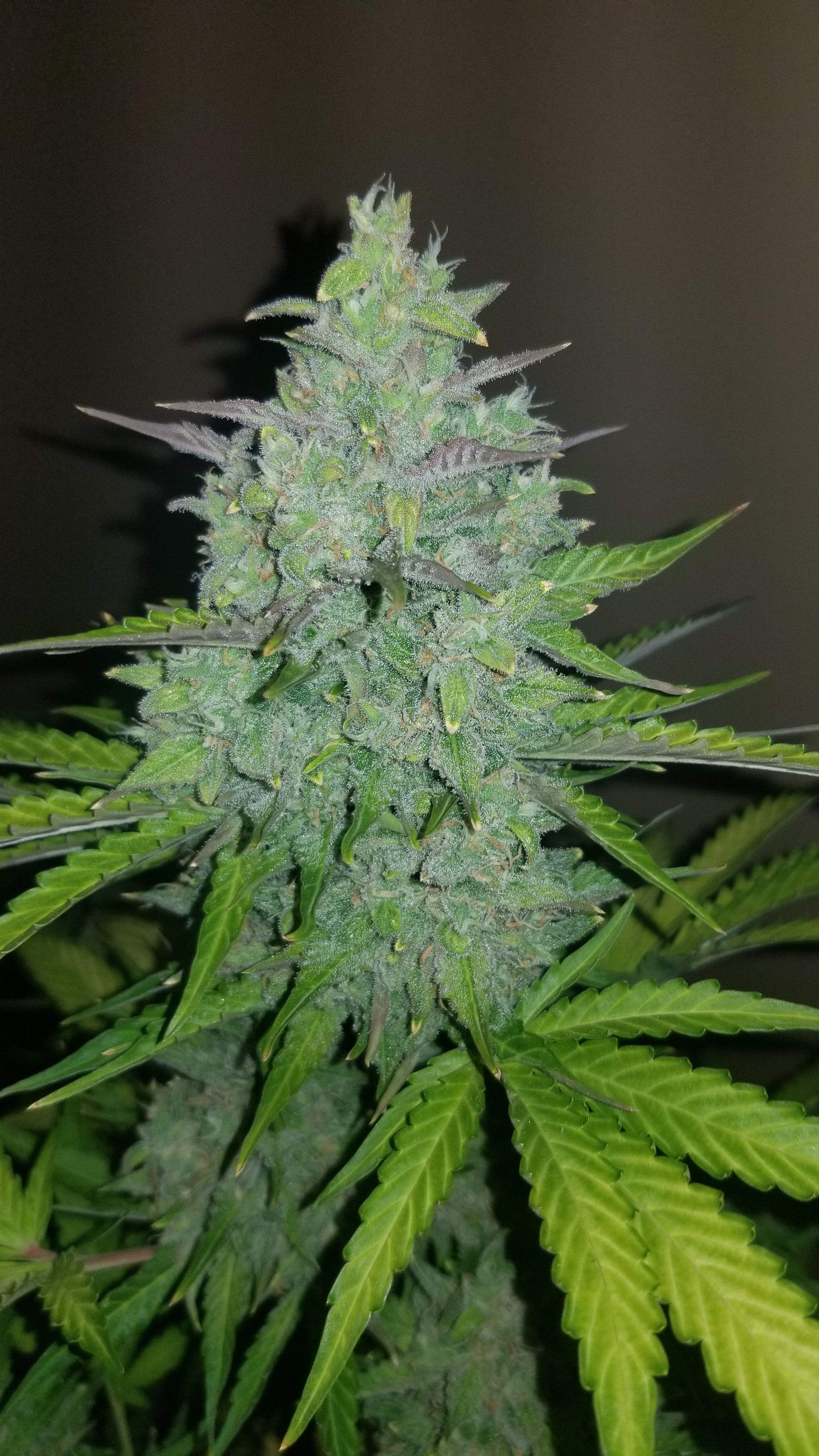 FastBuds Cheese (Auto) 3 Stück