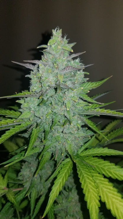 FastBuds Cheese (Auto) 3 Stück