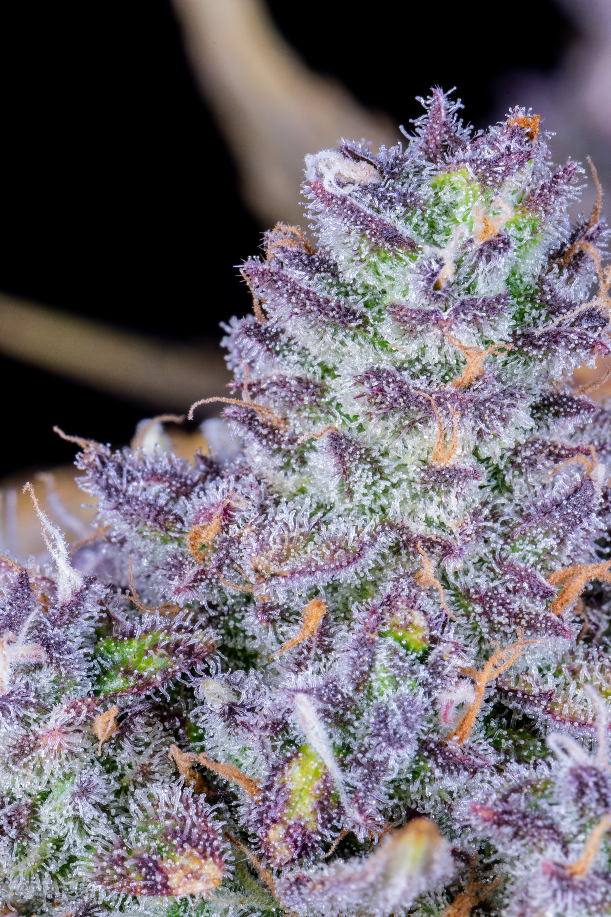 FastBuds Tropicana Cookies (Auto) 3 Stück