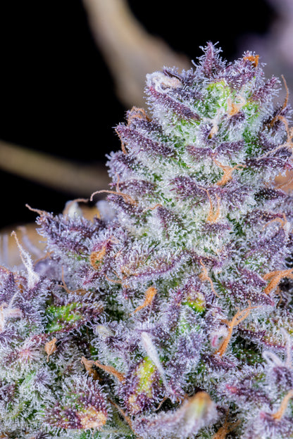 FastBuds Tropicana Cookies (Auto) 3 Stück