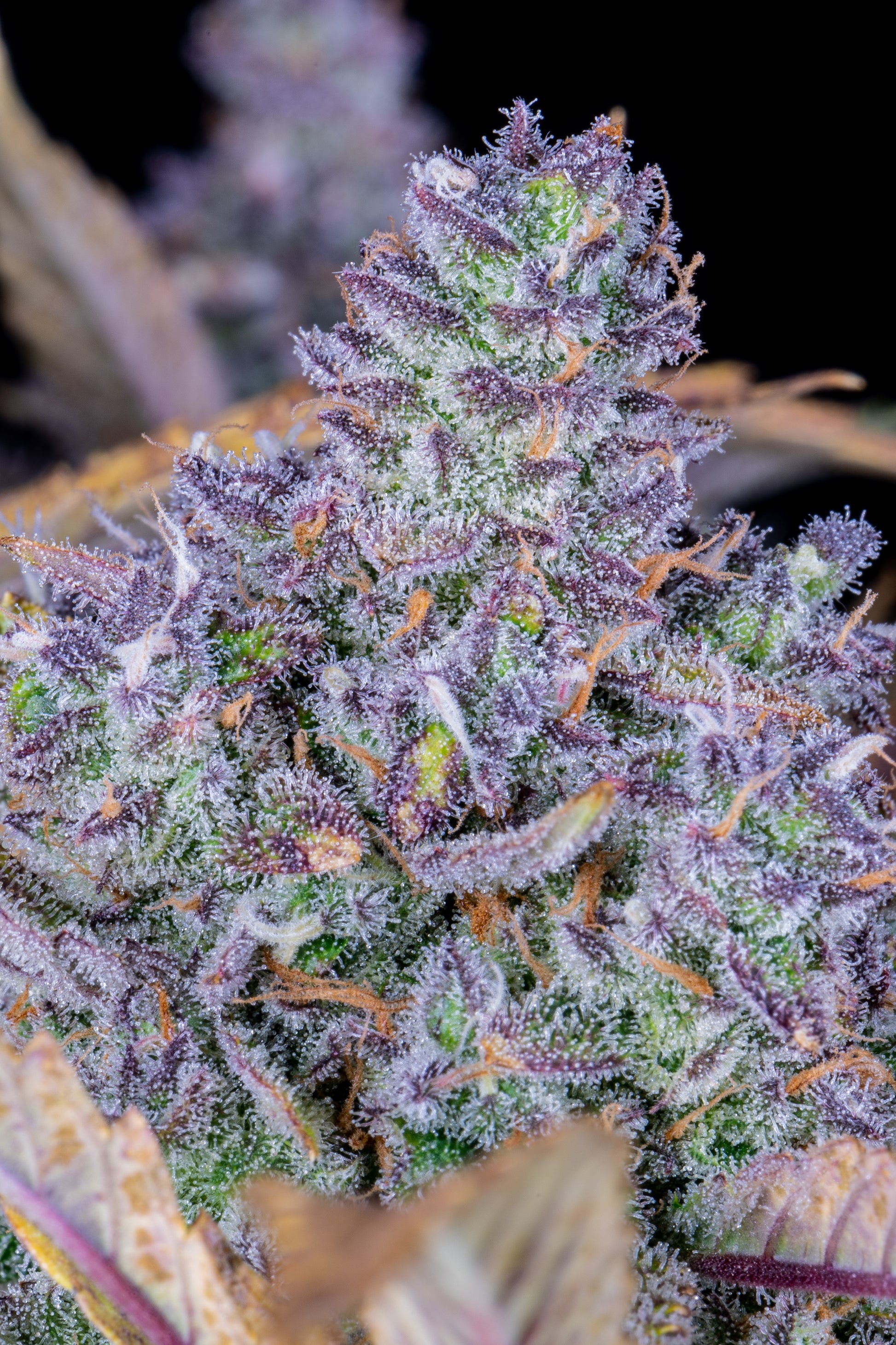 FastBuds Tropicana Cookies (Auto) 3 Stück