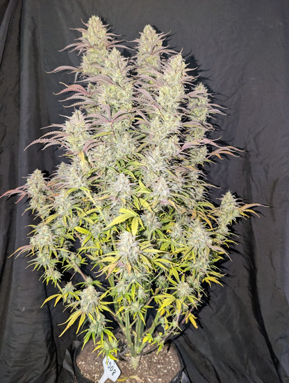 FastBuds Z-Up (Auto) 3 Stück
