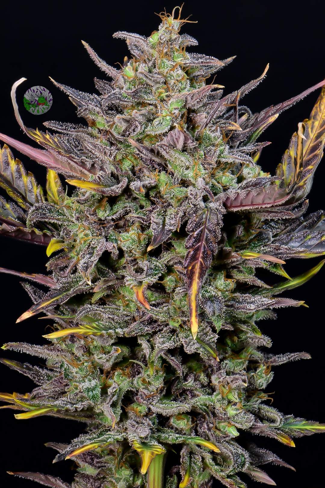 FastBuds Mexican Airlines (Auto) 3 Stück