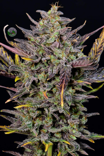 FastBuds Mexican Airlines (Auto) 3 Stück