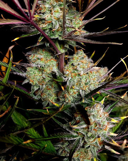 FastBuds Apple Strudel (Auto) 3 Stück