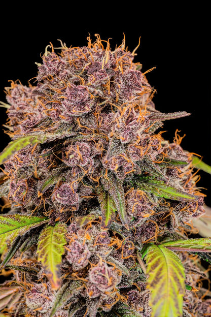 FastBuds Lemon Cherry Cookies (Auto) 3 Stück