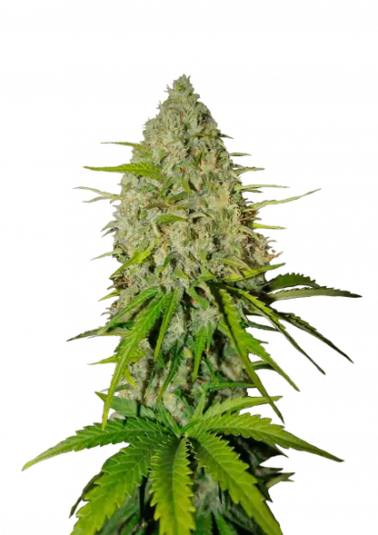 FastBuds Grapefruit (Auto) 3 Stück