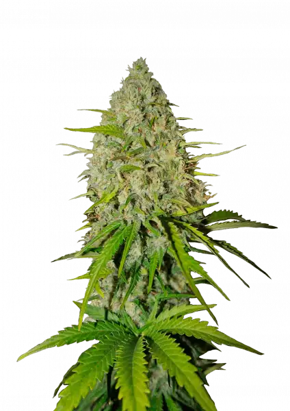 FastBuds Grapefruit (Auto) 3 Stück