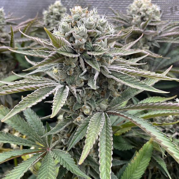 Phenomenon Genetics Hindu Z Valley