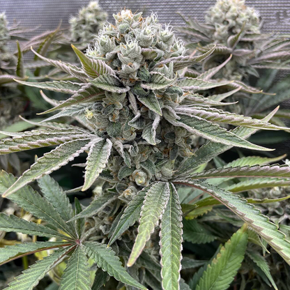 Phenomenon Genetics Hindu Z Valley