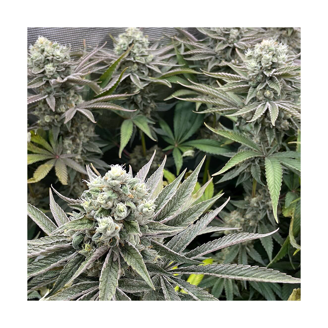 Phenomenon Genetics Hindu Z Valley