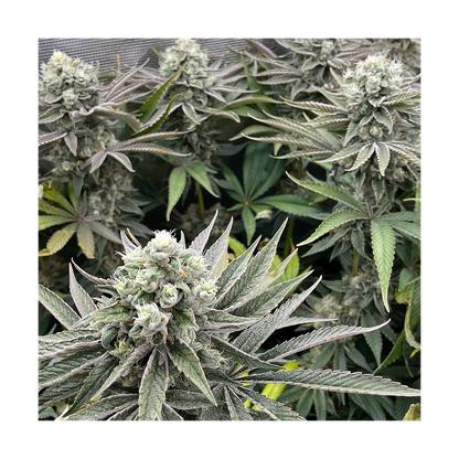 Phenomenon Genetics Hindu Z Valley