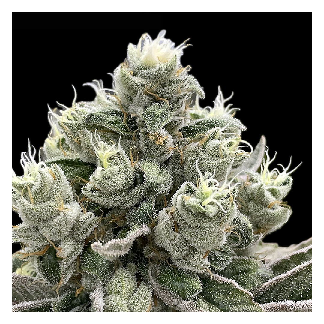 Phenomenon Genetics Hindu Z Valley