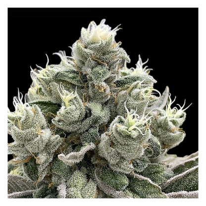 Phenomenon Genetics Hindu Z Valley