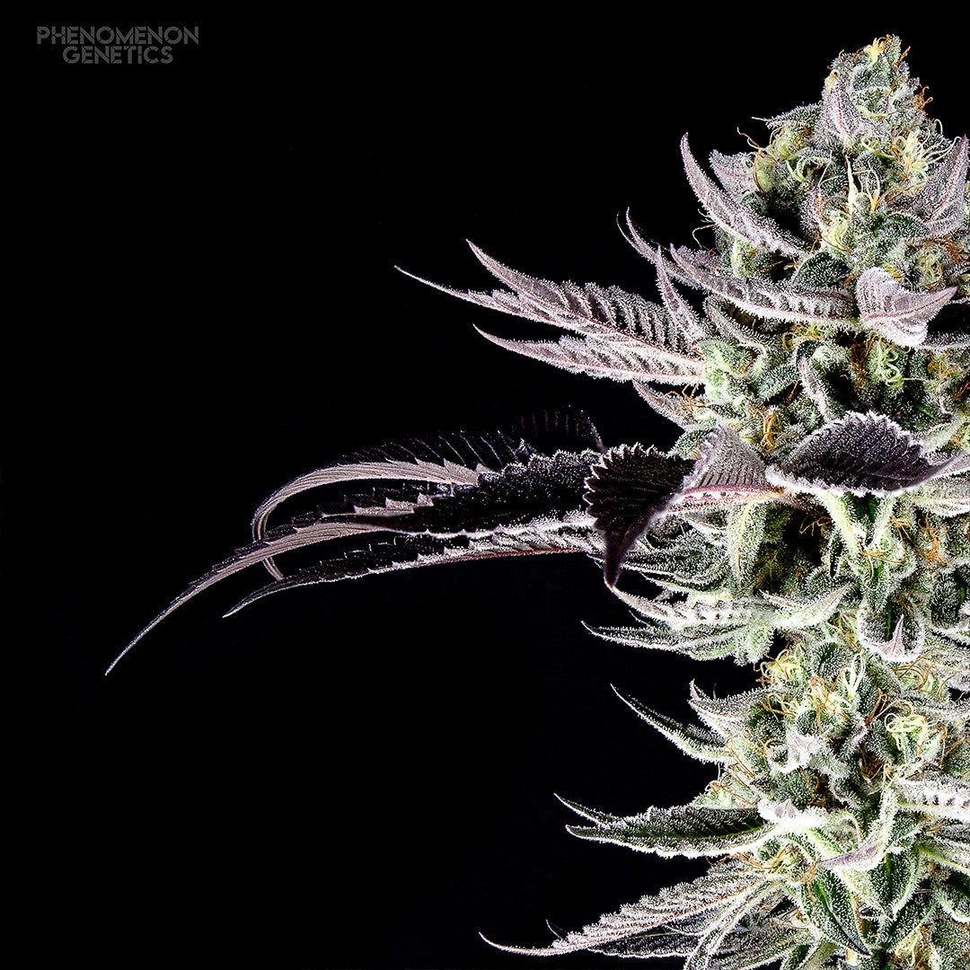 Phenomenon Genetics Re-Locoz