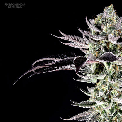 Phenomenon Genetics Re-Locoz