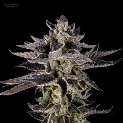 Phenomenon Genetics Re-Locoz