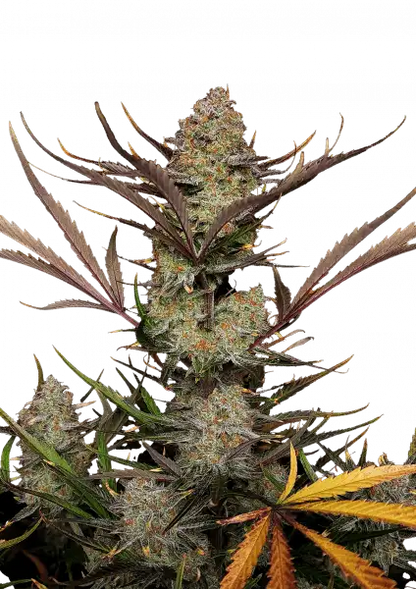 FastBuds Apple Strudel (Auto) 3 Stück