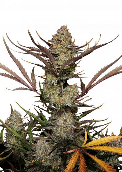 FastBuds Apple Strudel (Auto) 3 Stück