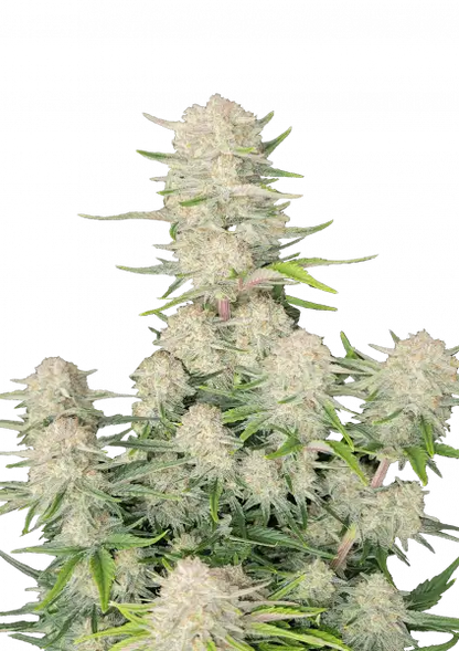 FastBuds Apricot (Auto) 3 Stück