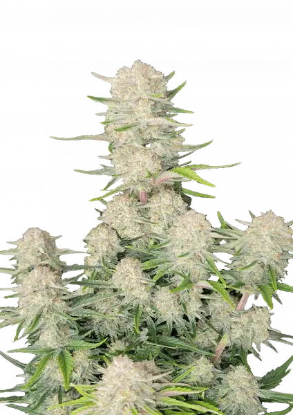FastBuds Apricot (Auto) 3 Stück
