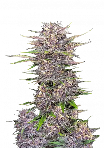 FastBuds Banana Purple Punch (Auto) 3 Stück