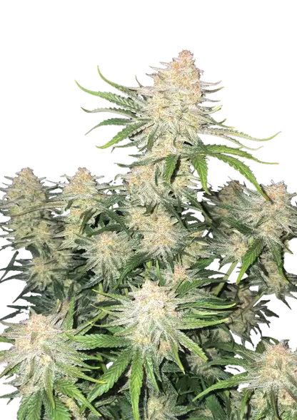 FastBuds Fronstbanger (Auto) 3 Stück