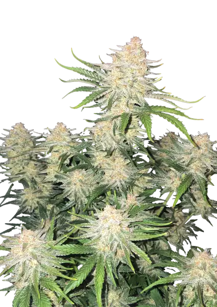 FastBuds Fronstbanger (Auto) 3 Stück