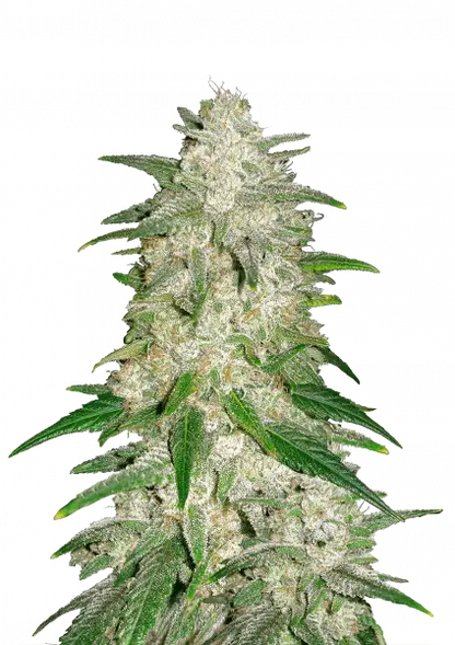 FastBuds Gelato (Auto) 3 Stück