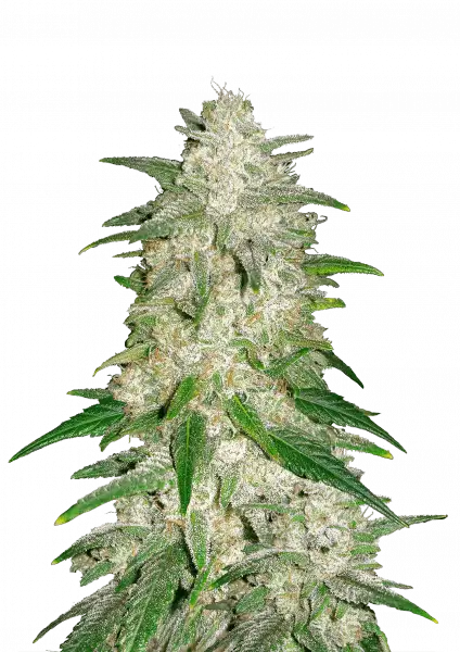 FastBuds Gelato (Auto) 3 Stück