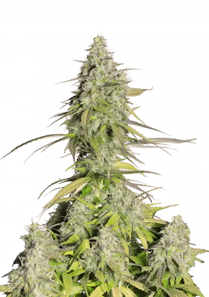 FastBuds Girl Scout Cookies (Auto) 3 Stück