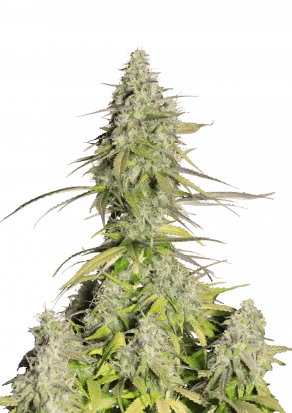 FastBuds Girl Scout Cookies (Auto) 3 Stück