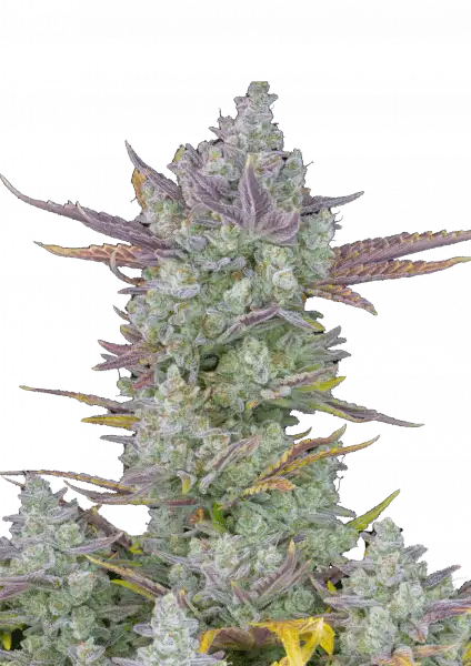 FastBuds Gorilla Cookies (Auto) 3 Stück