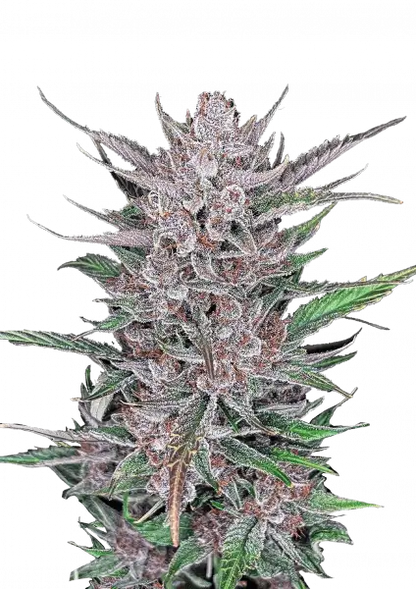 Fastbuds Gorilla Punch (Auto) 3 Stück