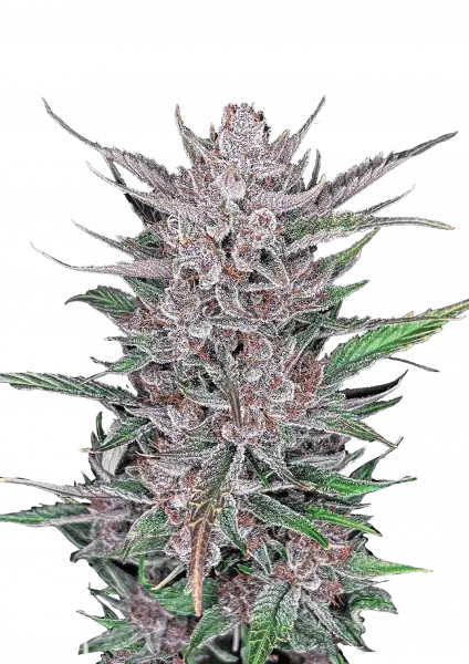 Fastbuds Gorilla Punch (Auto) 3 Stück