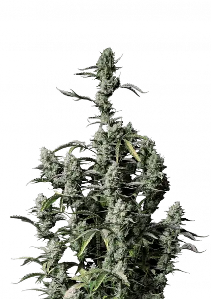 FastBuds Gorilla Z (Auto) 3 Stück