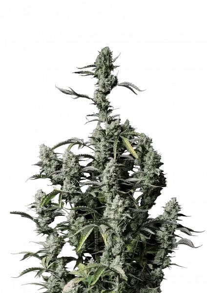 FastBuds Gorilla Z (Auto) 3 Stück