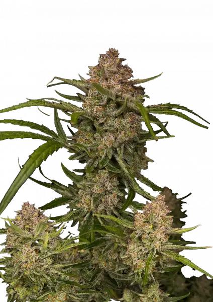 FastBuds Guava (Automatik) 3 Stück
