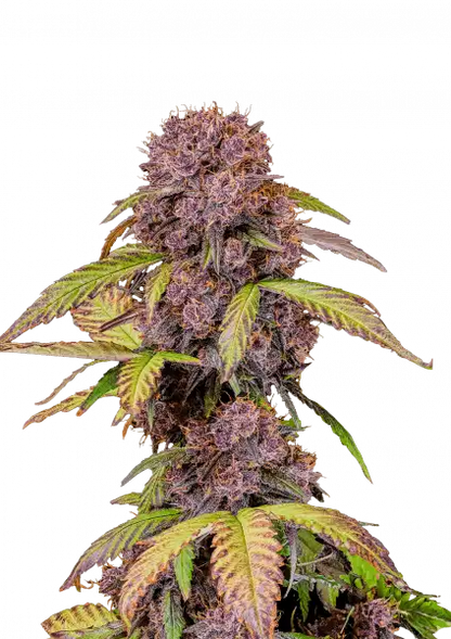 FastBuds Lemon Cherry Cookies (Auto) 3 Stück