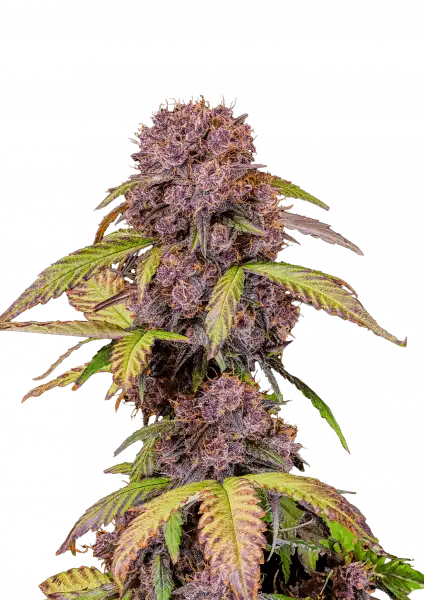 FastBuds Lemon Cherry Cookies (Auto) 3 Stück