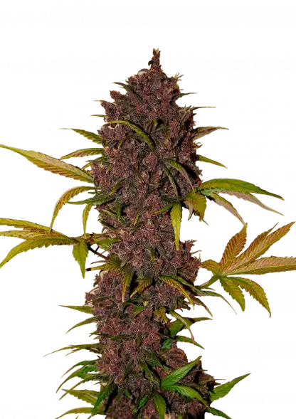 Fastbuds LSD-25 (Auto) 3 Stück