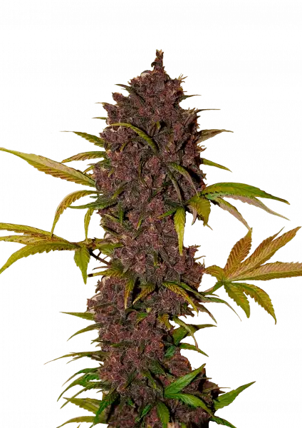 Fastbuds LSD-25 (Auto) 3 Stück