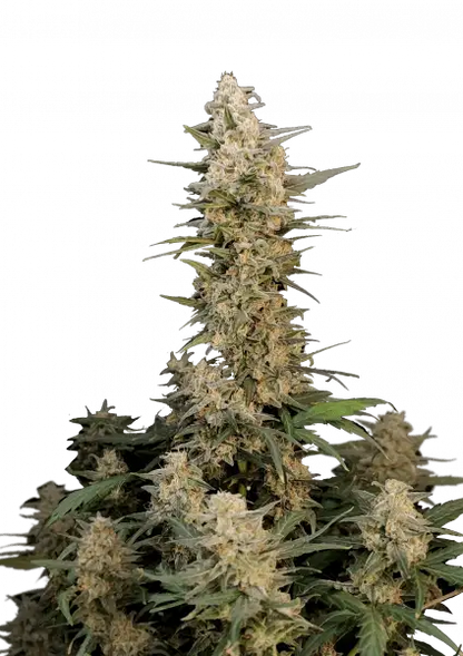 FastBuds Critical (Auto) 3 Stück