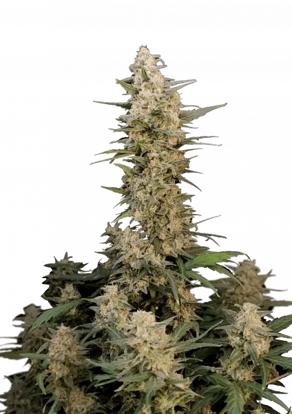 FastBuds Critical (Auto) 3 Stück
