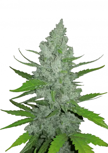 FastBuds Sour Diesel (Auto) 3 Stück