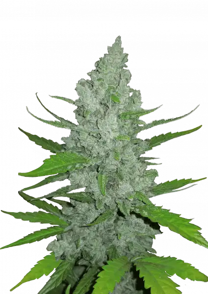 FastBuds Sour Diesel (Auto) 3 Stück