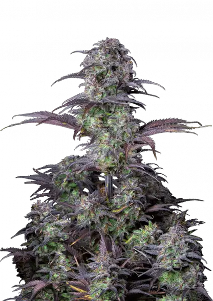 FastBuds Blueberry (Auto) 3 Stück