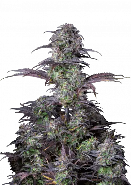 FastBuds Blueberry (Auto) 3 Stück